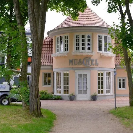 Muschel Whg Schildkroete